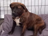 Chienne bringée disponible à l'adoption