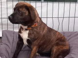 Chienne bringée disponible à l'adoption