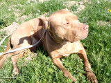 Chienne beige en attente d'adoption