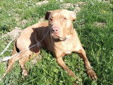 Chienne beige en attente d'adoption