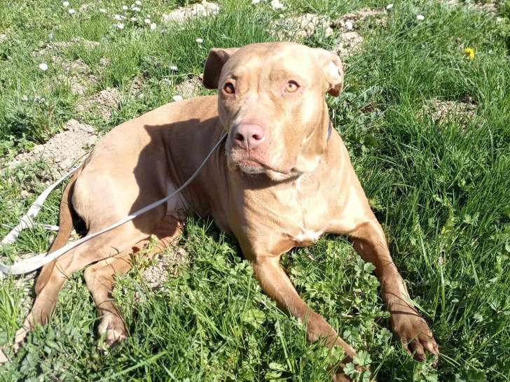 Chienne beige en attente d'adoption