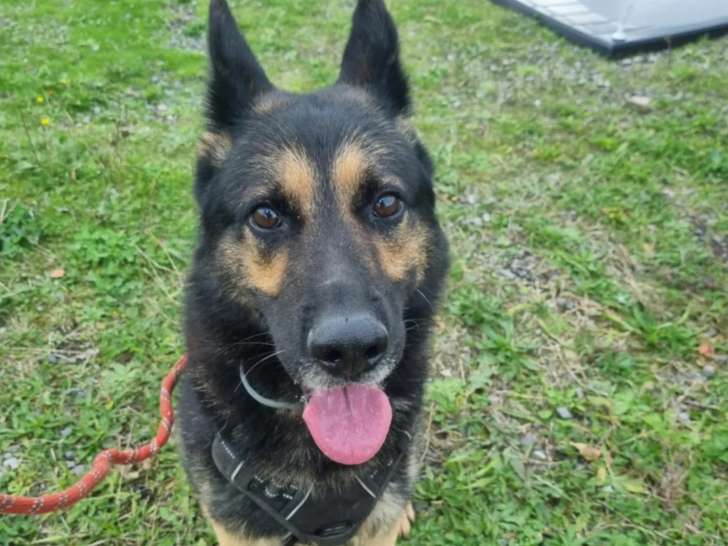Chien Berger Allemand de 8 ans prêt pour l'adoption