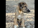 Chiot femelle tricolore à accueillir