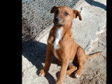 Chiot mâle de 10 mois en quête d'une famille