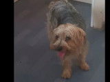 Adoption disponible : chien Yorkshire Terrier fauve