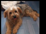 Adoption disponible : chien Yorkshire Terrier fauve
