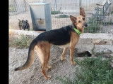 Chienne Berger Allemand de 8 ans à la recherche d’un foyer