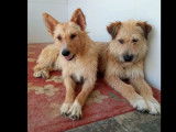 Disponible à l'adoption, chiens de 6 ans