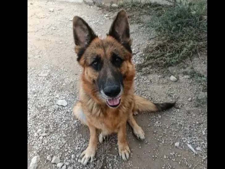 En attente d’adoption, chien Berger Allemand fauve charbonné
