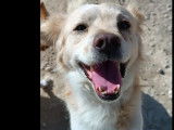 Prêt pour l’adoption, chien marron et blanc