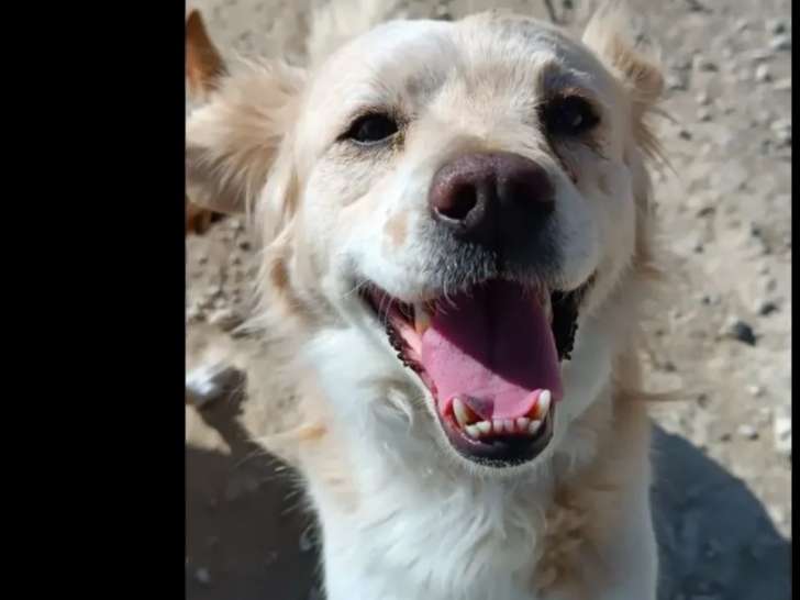 Prêt pour l’adoption, chien marron et blanc