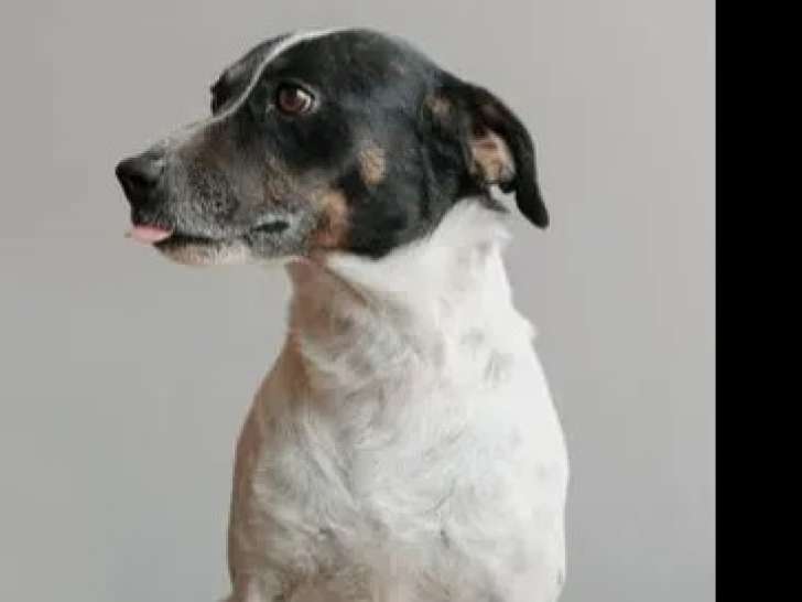 À accueillir, chien Bodeguero de 7 ans