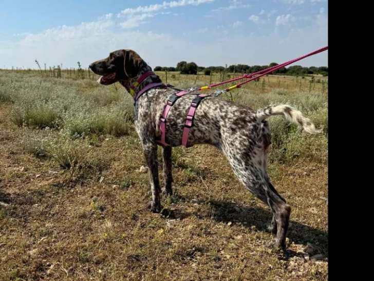 En quête d'un foyer, chienne Braque Allemand de 7 ans