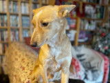 Adoption disponible, chien de 4 ans
