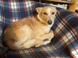 Adoption disponible, chien de 4 ans
