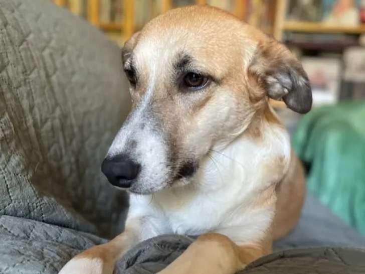 À la recherche d'un foyer, chienne beige
