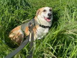 À adopter : chienne âgée de 2 ans