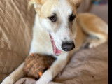À adopter : chienne âgée de 2 ans