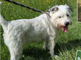 Disponible à l'adoption : chienne Jack Russell blanche