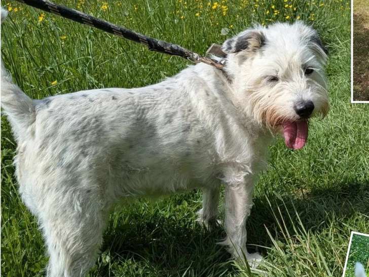 Disponible à l'adoption : chienne Jack Russell blanche