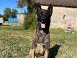 Mâle Malinois LOF confirmé disponible pour saillie