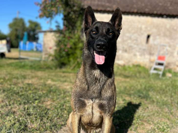 Mâle Malinois LOF confirmé disponible pour saillie