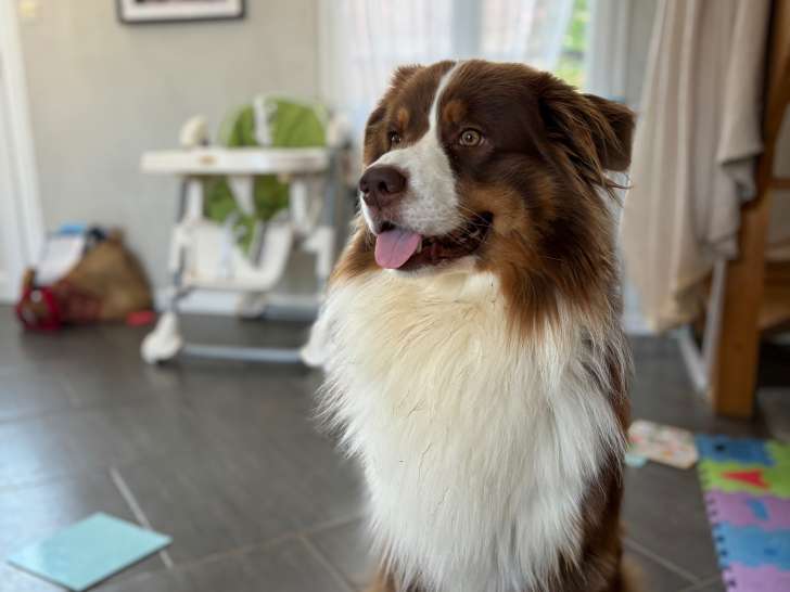 Mâle Berger Australien disponible pour saillie