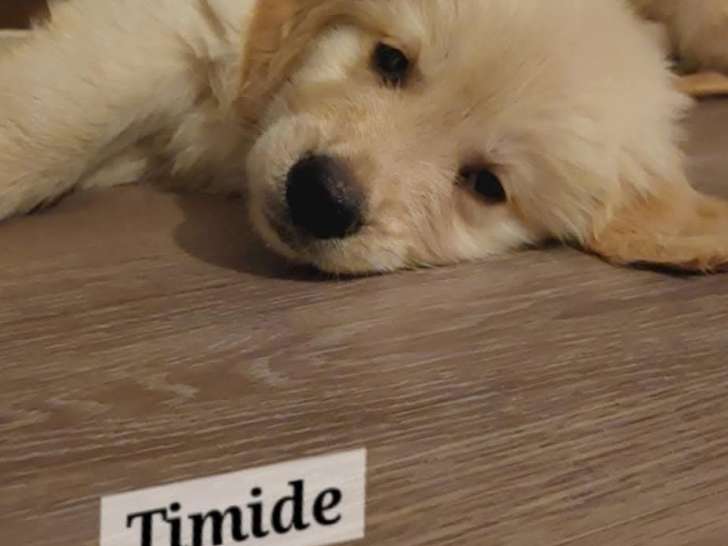 Chiots Golden Retriever à vendre