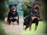 Chiots Rottweiler LOF à naître