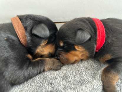 Chiots Rottweiler LOF