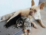 Chiots Bouledogue Français à vendre