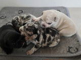Chiots Bouledogue Français à vendre