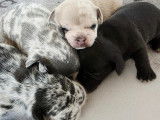 Chiots Bouledogue Français à vendre