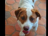 Chiot mâle Jack Russell marron et blanc disponible à l'adoption
