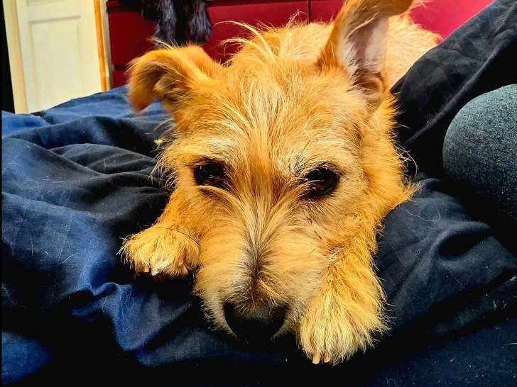 Chienne âgée de 2 ans en attente d'adoption