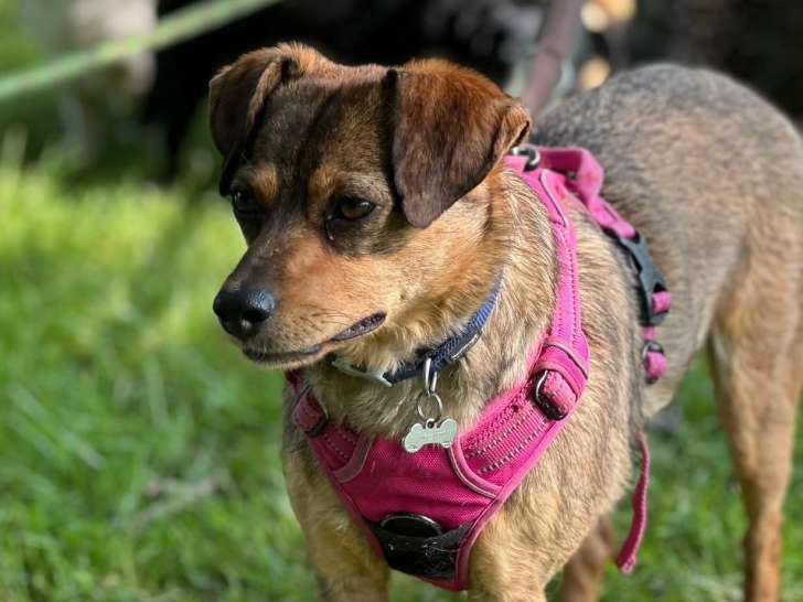Chien noir et feu prêt pour l’adoption
