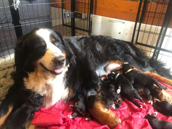 Chiot Bouvier Bernois LOF à vendre