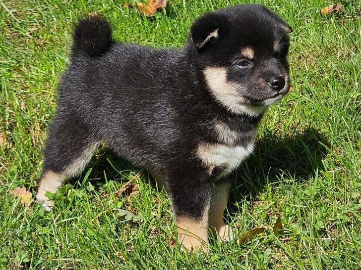 Chiots de type Shiba Inu à vendre (1 femelle & 3 mâles)