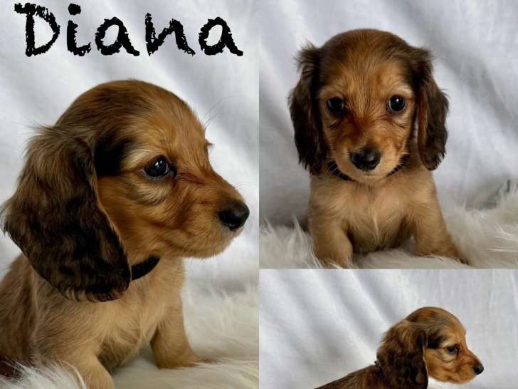 Chiots Teckel miniature à poil long à vendre