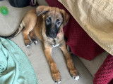 Chiots femelles Malinois à vendre