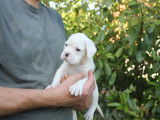 Chiot femelle Boxer à vendre