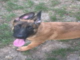 Chiot mâle Berger Malinois fauve à vendre