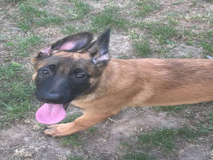 Chiot mâle Berger Malinois fauve à vendre