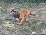 Chiot mâle Berger Malinois fauve à vendre