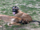 Chiot mâle Berger Malinois fauve à vendre