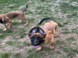 Chiot mâle Berger Malinois fauve à vendre