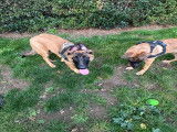 Chiot mâle Berger Malinois fauve à vendre