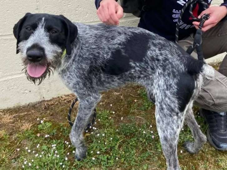 En attente d'adoption : chien Drahthaar de 2 ans