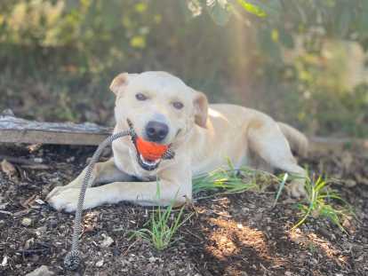 Jeune mâle Labrador LOF à vendre