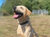 Jeune mâle Labrador LOF à vendre